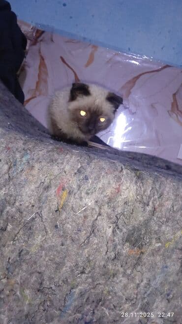 tuxedo порода кошек цена: Сиамская, 3 месяца, Мальчик, Приучена к лотку — 3