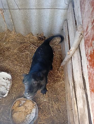 где можно купить перепелов: Щенок, черный окрас, стоячие уши, длинный хвост. Активный, любопытный — 7