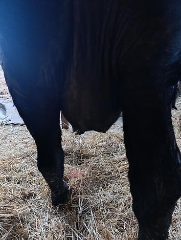 карова продаю: Продаю | Корова (самка) | Для молока | Привязанные — 2