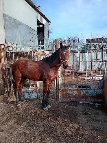 Продаю | Кобыла (самка) | Рабочий
