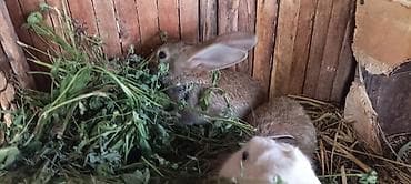 кемири: Продаю крольчат 4шт возраст 1,5 месяца — 3