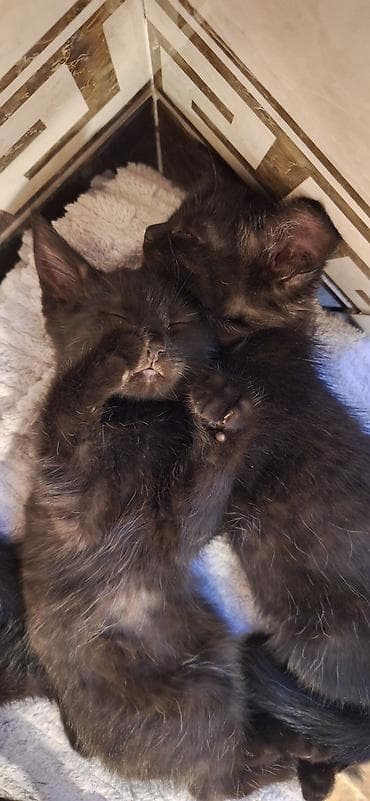 Черные котята, короткошёрстные, с огромными ушками и янтарными — 3