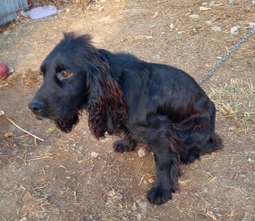 узи коров: Собака даром: 3 года, Самец, С родословной — 2