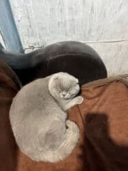 сколько стоит вислоухий котёнок: Скотиш Фолд (Шотландская вислоухая), 1 год, Мальчик, Лиловый, Приучена к лотку — 6