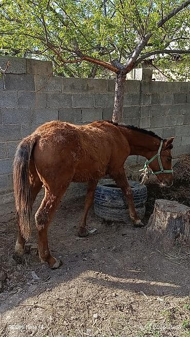 жеребёнок: Продаю | Жеребенок | Конный спорт — 2