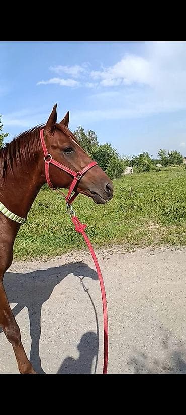 безпроводная мышь: Продаю | Жеребец | Рабочий — 7