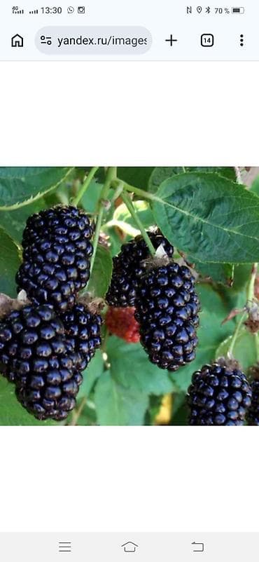 nano reflector: Ежевика садовая (безшипная, крупноплодная) - Ягоды крупные — 1