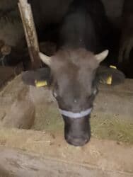 дома для кошек: Байланган кунажын — 2