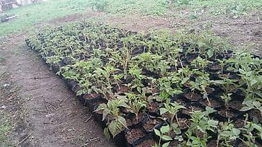 услуги строительных работ: Универсальные услуги для дома, участка и стройки. Виды работ: - — 5