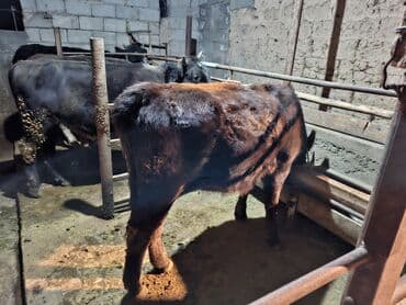 в добрые руки собаку: Продаю | Бык (самец), Тёлка | На забой — 5