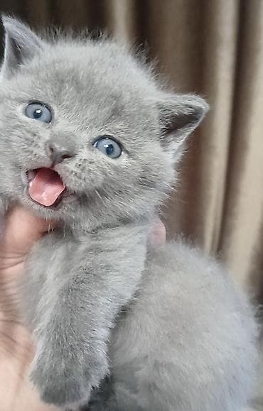 короткошёрстная: Британский короткошёрстный котёнок, окрас блю (голубой) — 3