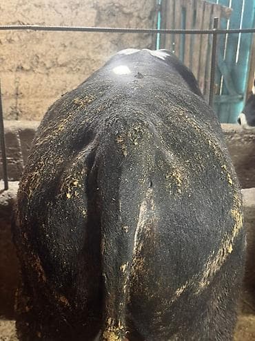 кошка домашный: Продаю | Бык (самец) | На откорм | Привязанные — 3