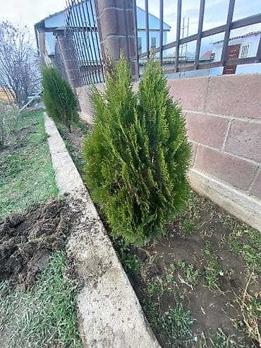 афган кой: Туя западная (вероятно Смарагд), саженцы для живой изгороди и — 1