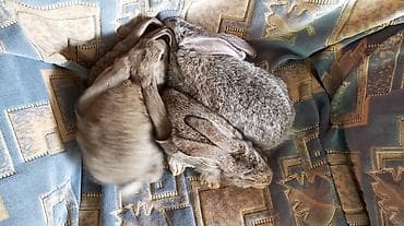 Животные: Продаю | Крольчата | Серый великан | Для разведения — 3