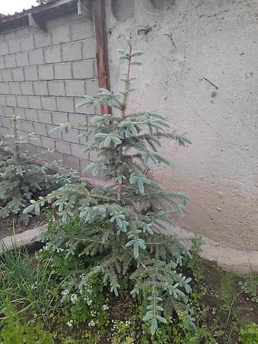 слива ягоды: Ель голубая (Picea pungens, Blue Spruce) — декоративные саженцы с — 6