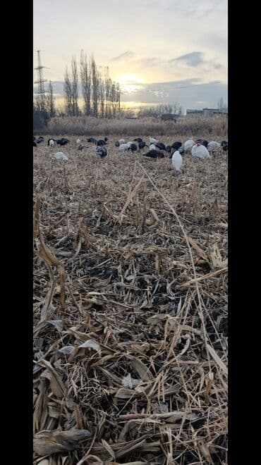 декоративные животные: Продаю | Индюшка (самка) | Для разведения | Племенные — 3