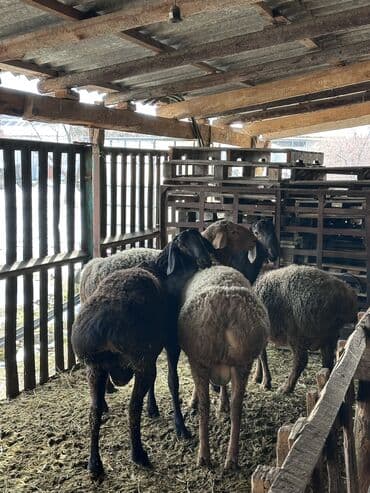каракол животные: Продаю | Баран (самец) | На забой | Племенные, Осеменитель — 7