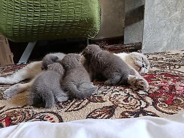 я ищу котят: Продам котят с Родителями можно и отдельно Шотландские вислоухие — 3