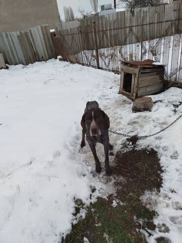 породы собак в бишкеке: Продаю чистокровный курцхар охотничий ишет в стойку встает в машину — 5