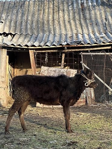 каракол животных: Продаю | Корова (самка), Тёлка | Полукровка, Алатауская | Для разведения — 10