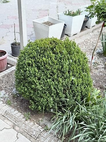 Самшит: Самшит шаровидной формы (Buxus) для ландшафтного озеленения. - Форма — 5