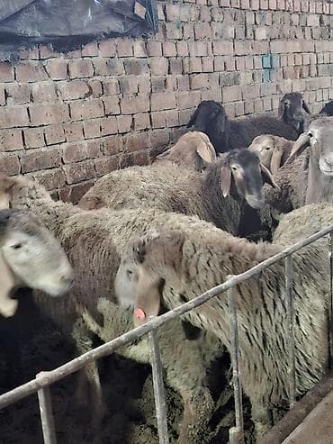 Үй жаныбарлары: Сатам | Ургаачы кой (ургаачы) | Көбөйтүү үчүн | Ургаачы — 3