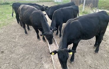Собаки: Продаю | Корова (самка), Бык (самец), Тёлка — 1