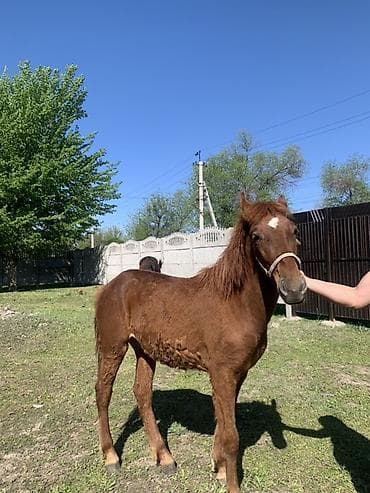 Продаю | Жеребенок | Для разведения | Племенные