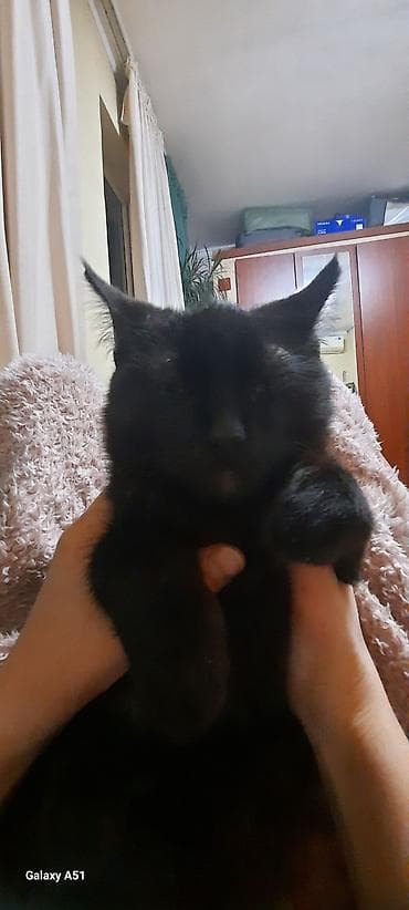 кошка домашный: Кошка даром: Беспородная, 9 месяцев, Мальчик — 7