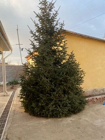 Ель живая, уличная (высаженная на участке) - Порода: ель