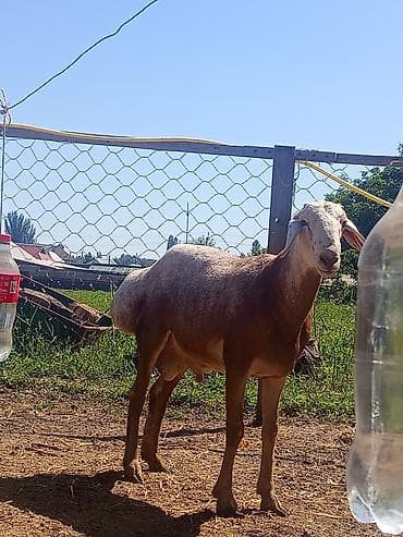 в связи с переездом отдам попугая жако в добрые руки: Продаю | Баран (самец) — 1
