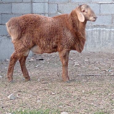 Собаки: Продаю | Баран (самец) | Для разведения | Племенные — 2