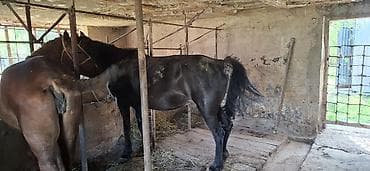 животные кошка: Продаю | Кобыла (самка) | Рабочий — 8