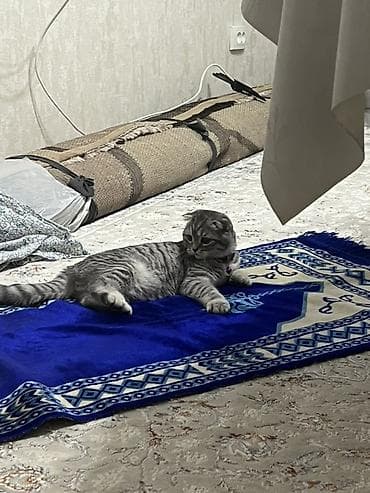 шотланские кошки: Скотиш Фолд (Шотландская вислоухая), 2 года, Мальчик, Приучена к лотку — 4