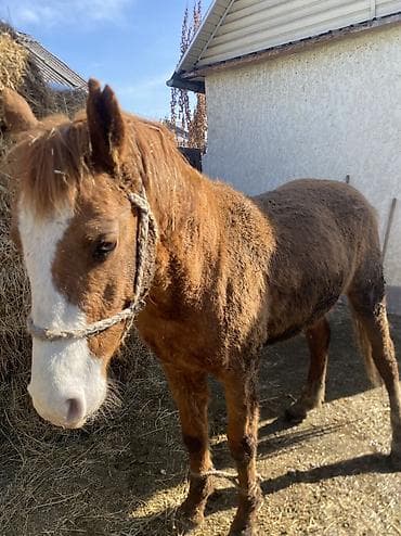 Продаю | Конь (самец) | Полукровка | Рабочий at lalafo.kg Продаю | Конь (самец) | Полукровка | Рабочий