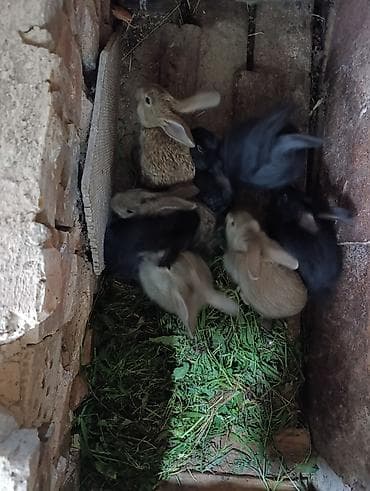 Продаю | Крольчата | Для разведения at lalafo.kg Продаю | Крольчата | Для разведения