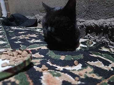 Потерялась кошка,еще совсем маленькая,жила у меня во дворе,у неё тут at lalafo.kg Потерялась кошка,еще совсем маленькая,жила у меня во дворе,у неё тут