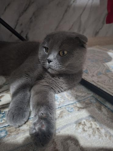 абессинская кошка: Шотландская вислоухая кошка (Scottish Fold), окрас: голубой (серый — 3