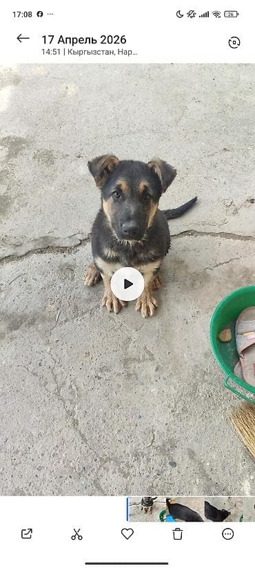 безпроводная мышь: Немецкая овчарка, 3 месяца, Самец, С прививкой — 1