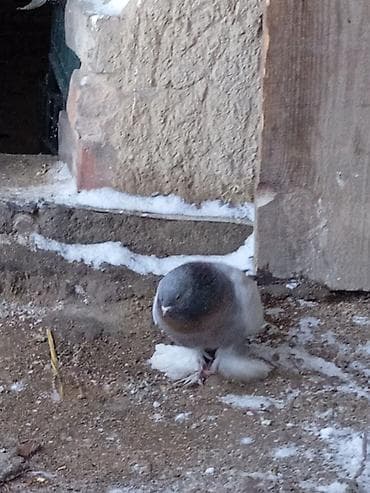 иранский корм: Продаю голуби такла пара 1000сом. Бакинский один шт саммец 500сом — 4