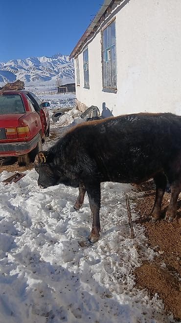 ит мышык: Сатам | Бука (эркек) | Бордоп семиртүү үчүн | Байланган — 4