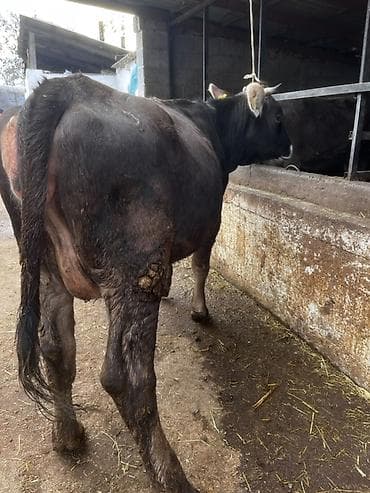 кобыла жеребая: Продаю | Корова (самка) | Для молока | Стельные — 2