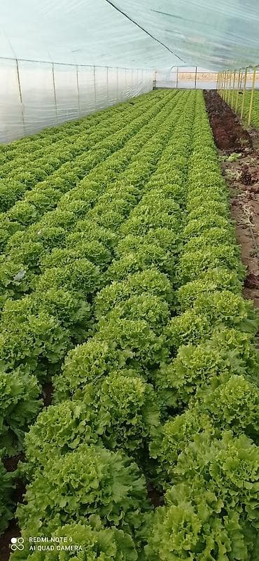"Салатные листия"(150сом 1кг) жана "Лолоросса"(200сом 1кг) сатылат