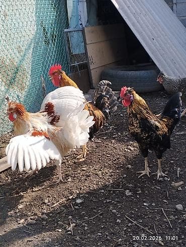 сибирская кошка: Продаю петушков 5 месяцев, не крупные — 7