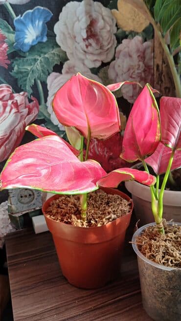 пияз цена бишкек: Продаю из личной коллекции отростки аглоанемы суксом . Для офиса и — 7