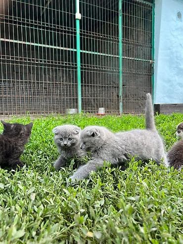 балык малёк: Продам породистых котят,привиты проглистованы, приучены к лотку, едят — 2