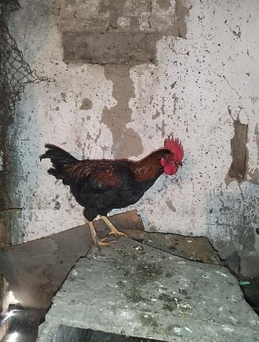 брама кохинхин: Продаю | Петух | Домашняя | На забой, Для разведения — 2