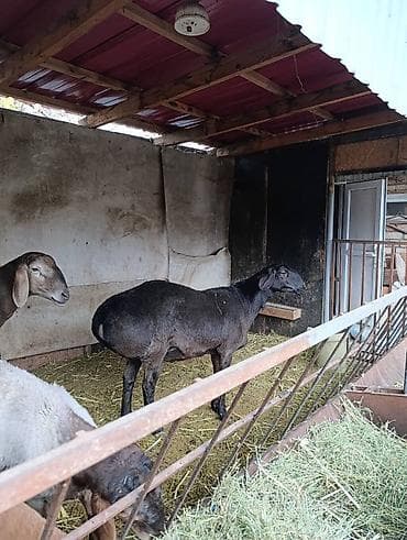 собака лабрадор купить: Продаю | Овца (самка) | Для разведения | Матка — 3