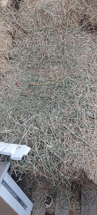 салома ячмень: Первый покос сухие плотные — 5