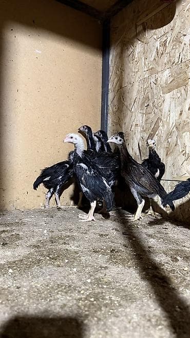 продам курей: Продаю | Куры | Бойцовая | Для разведения — 3